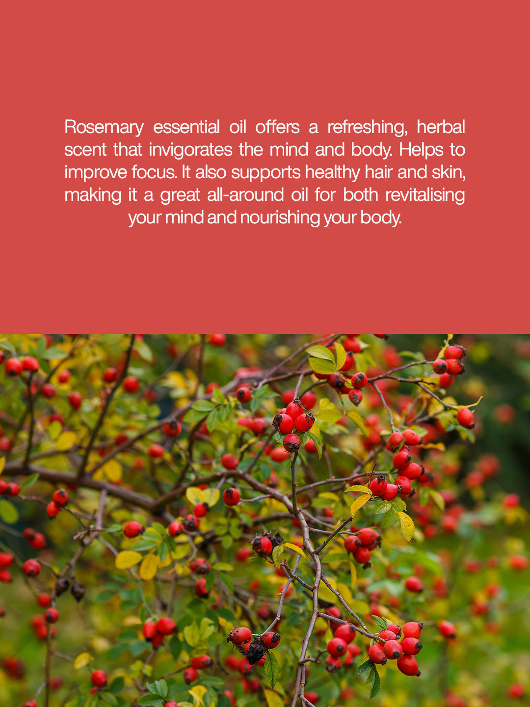 Rosehip Oil - 1000ml