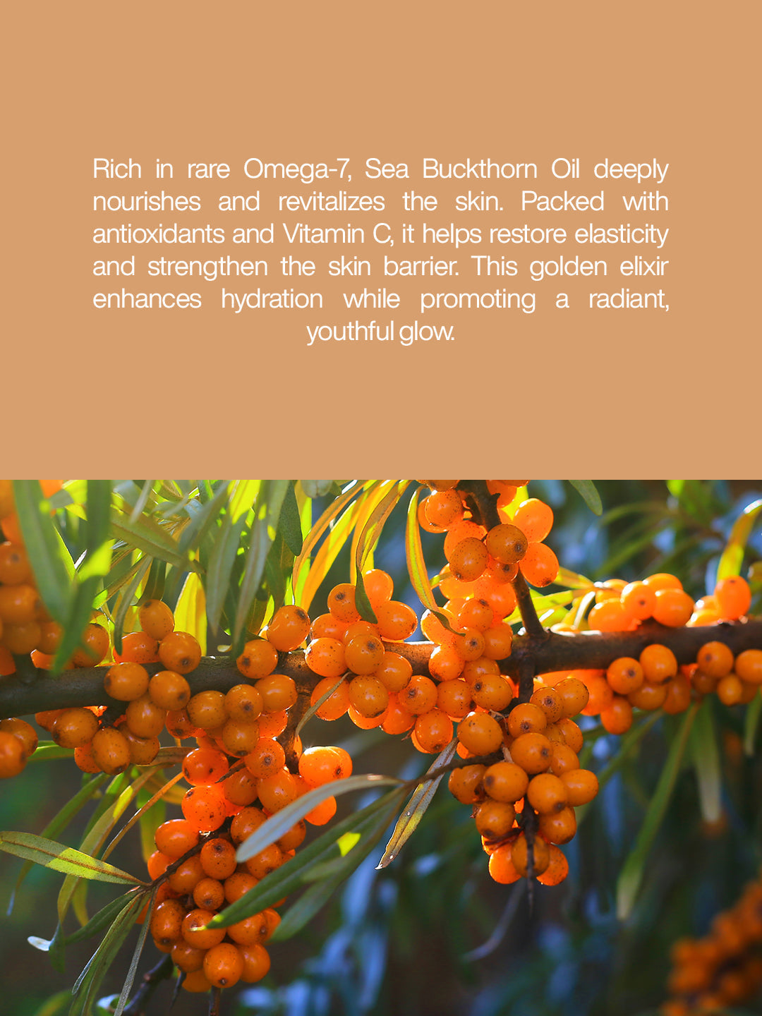 Sea Buckthorn Oil - 1000ml